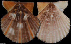 Volachlamys singaporina (Queensland, Australia, 35,6mm)
