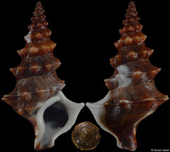 Rhinocoryne humboldti (Pacific Panama, 31,1mm)