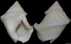 Nassarius arcularius (freak) (Philippines, 22mm)