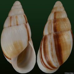 Leucotaenius heimburgi (Madagascar, 40,5mm)