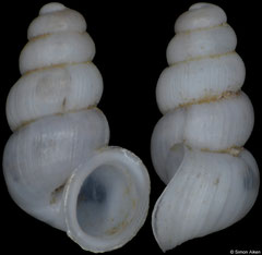 Plagigeyeria konjicensis (Bosnia-Herzegovina, 1,8mm) (paratype)