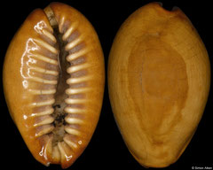 Cypraea annulus (subfossil) (Madagascar, 19,8mm)