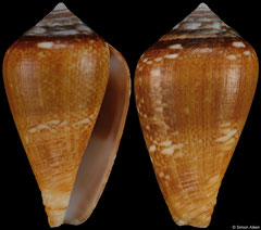 Conus belairensis (Senegal, 24,5mm) F++ €12.00 (specimens for sale are 24mm and are of the same quality as the specimen illustrated)