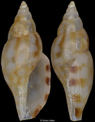 Raphitomidae sp. (Philippines, 6,6mm)