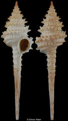 Columbarium hystriculum (Queensland, Australia, 68,5mm)