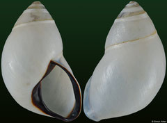 Amphidromus thachi (Vietnam, 25,2mm)