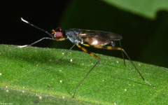 Stilt-legged fly (Micropezidae sp.), Angkor Chey, Cambodia