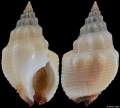 Nassarius speciosus (South Africa, 27,5mm)