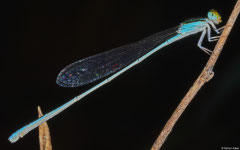 Narrow-winged damselfly (Coenagrionidae sp.), Hà Tiên, Vietnam