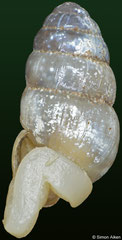 Subulininae sp. (Madagascar, 6,3mm)