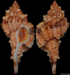 Siratus consuela (Brazil, 42,4mm)