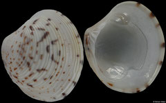 Circenita callipyga (Qatar, 29,3mm)