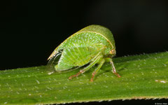 Three-cornered alfalfa hopper (Spissistilus festinus), El Breton, Dominican Republic