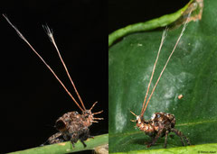 Tailed planthopper (Ancyra sp.) nymph, Krong Kaeb, Cambodia