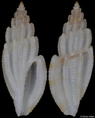 Eucithara cf. coronata (Philippines, 10,7mm)