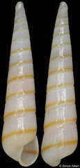 Syrnola sp. (South Africa, 9,2mm)