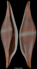 Phenacovolva cf. nectarea (Madagascar, 26,8mm)