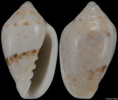 Marginella spadix (South Africa, 13,7mm) F+/F++ €9.00 (specimens for sale are 13mm and are of the same quality as the specimen illustrated)