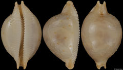 Cypraea cicercula form 'tricornis' (Tanzania, 16,0mm) F+++ €5.00 (specimens for sale are c.16mm and are of the same quality as the specimen illustrated)