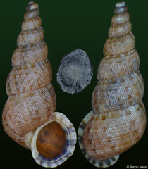 Parachondria trachyderma (Dominican Republic, 14,2mm)