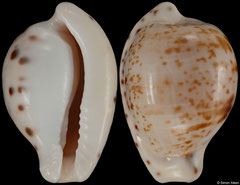 Cypraea edentula form 'astonensis' (South Africa, 21,1mm)