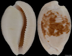 Cypraea capensis form 'cineracea' (South Africa, 25,1mm)