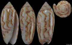 Oliva panniculata colour form 'williamsi' (Madagascar, 15,0mm)