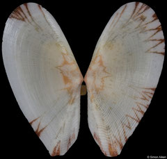 Tellinella cf. tithonia (Philippines, 19,2mm)