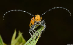 Longhorn beetle (Cerambycidae sp.), Broome, Western Australia
