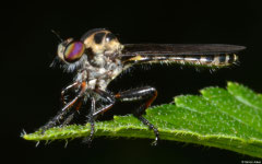 Robber fly (Neoitamus sp.), Fianarantsoa, Madagascar