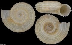 Pseudotorinia kraussi (South Africa, 4,5mm)