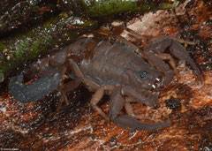 Scorpion (Grosphus madagascariensis), Sahafina, Madagascar