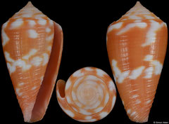 Conus bertarollae (Brazil, 21,6mm)