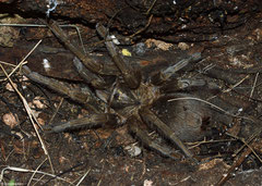 Cuban bronze tarantula (Phormictopus auratus), Granma, Cuba
