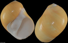 Polinices citrinus (Philippines, WRS 60,0mm)