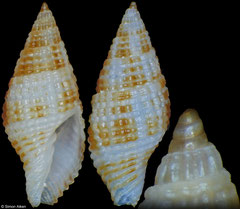 Costapex margaritatus (Philippines, 11,4mm)