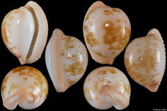 Cypraea volvens (South Africa, 22,2mm)