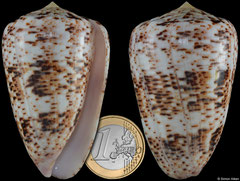 Conus zeylanicus (Madagascar, 65,3mm)