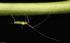 Mosquito bug (Helopeltis theivora), Bokor Mountain, Cambodia