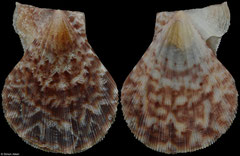 Complicachlamys wardiana (Thailand, 31,5mm) F+++ €5.00 (specimens for sale are 31-32mm and are of the same quality as the specimen illustrated)