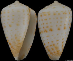 Conus mpenjatiensis (South Africa, 18,6mm)