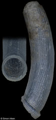 Caecum subspirale (Pacific Mexico, 3,9mm)