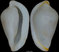 Carpiscula virginiae (Philippines, 10mm)