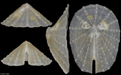 Laeviemarginula kimberi (Philippines, 10,3mm)