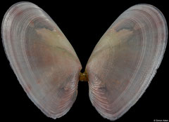 Tellinidae sp. (Philippines, 9,9mm) F+++ €3.20