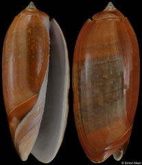 Oliva irisans kremerorum concinna (India, 61,3mm)