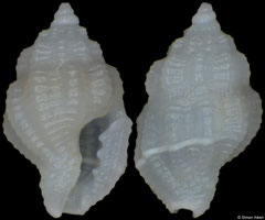 Lienardia sp. (Philippines, 3,3mm)