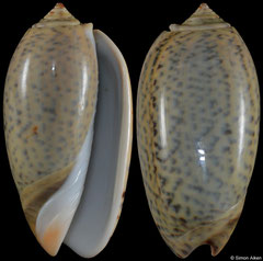 Oliva tigrina (Madagascar, 54,4mm) F++ €3.50 (specimens for sale are 51mm+ and are of the same quality as the specimen illustrated)