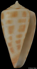Conus bairstowi (South Africa, 30,2mm) F++ €34.00