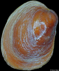 Lissarca rubrofusca (South Shetland Islands, 3,6mm)